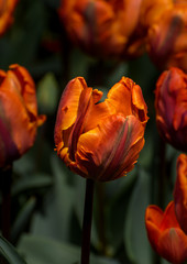 Fototapeta premium Skagit Valley Tulips 4729