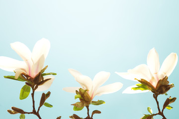 White magnolia flowers, blue sky in background