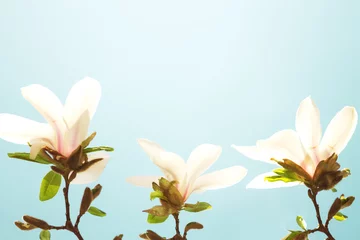 Gordijnen White magnolia flowers, blue sky in background © TanyaJoy