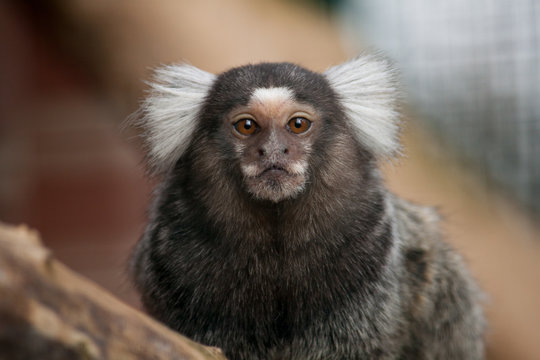 Saguicomum Oupequenodetufobranco Novo Mundo Macaco - Fotografias de stock e  mais imagens de Saguim - iStock