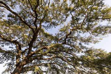 Branches of a tree against the sky