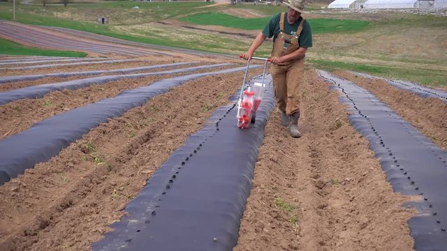 Shot of farmer coming directly toward the camera planting corn seed in plastic mulch on a farm.