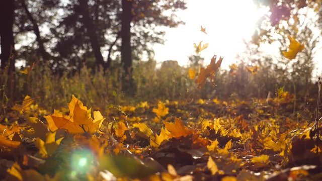 Yellow leaves falling in autumn park and sun shining through it. Beautiful landscape background. Colorful fall season. Slow motion Close up