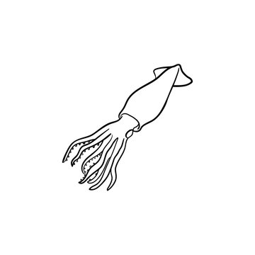 Squid hand drawn outline doodle icon. Vector sketch illustration of healthy seafood - raw squid or cuttlefish for print, web, mobile and infographics isolated on white background.
