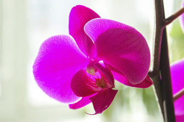 Lilac phalaenopsis