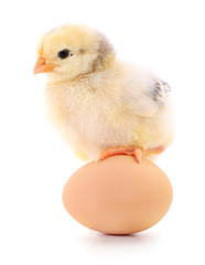 Fototapeta premium Chicken and egg.