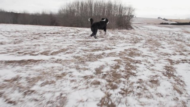 A Sheepadoodle dog playfully runs from the camera through a field while the camera follows. Slow motion.