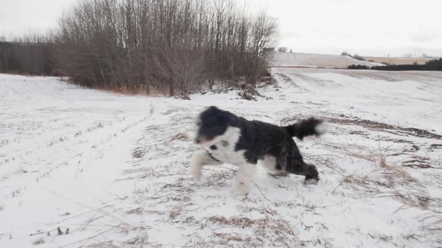 A standing Sheepadoodle puppy dog is approached with a gimbal shot, when the camera gets close to him, he playfully runs away from the camera.