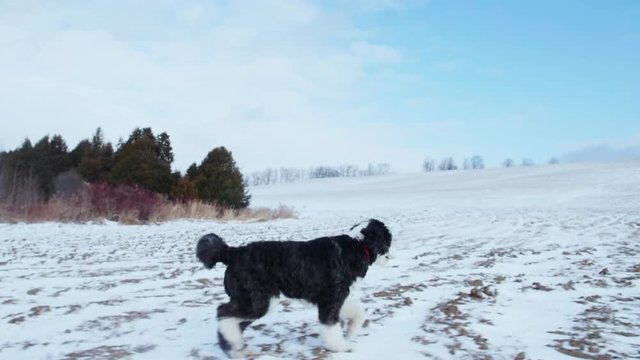 A sheepadoodle puppy dog walks through a large snow field while the camera follows him.