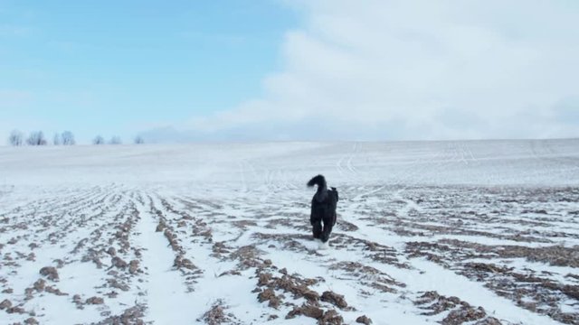 A sheepadoodle puppy dog walks and runs through a large snow covered field while the camera follows.