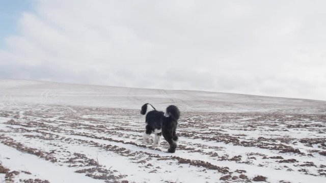 A sheepadoodle puppy dog runs in a snow field, then turns to the camera and runs toward it.