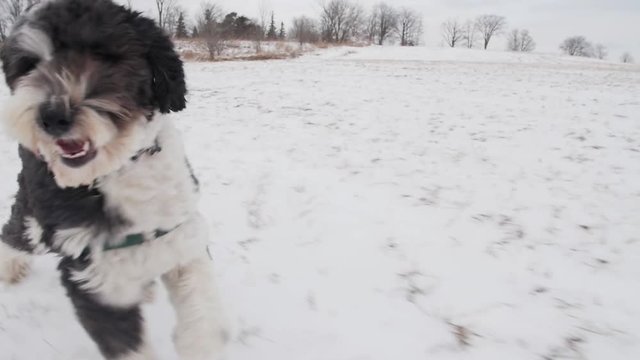 A sheepadoodle puppy dog runs alongside the camera through a farmers field. Slow motion.
