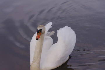 Obraz premium A view of the swan. Powerful white.