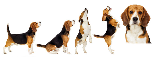 beagle dog stands sideways in full growth on a white background