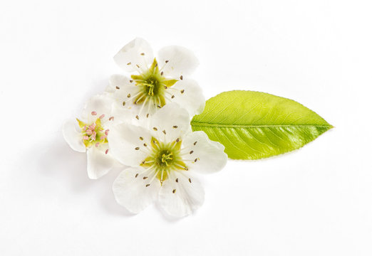 Blossoms pear tree white background Spring flower
