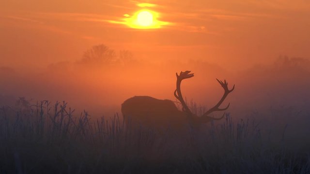 red deer in morning sun