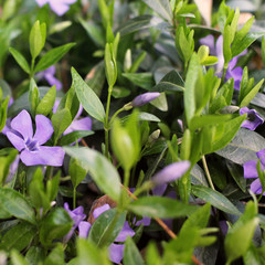 Obraz premium Flowers in the garden close up. Flowers in spring