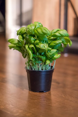 Fresh basil on a brown background. Green basil. Food background. 