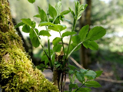 Holunder Bl&auml;tter, Holunderbaum