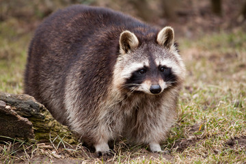 Raccoon