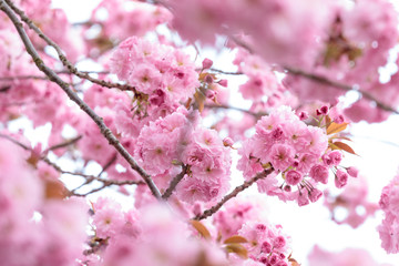 Fototapeta na wymiar cherry blossoms