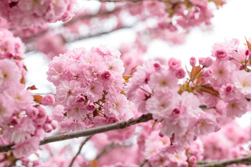 Obraz premium kwiaty wiśni