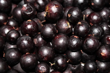 jaboticaba fruits