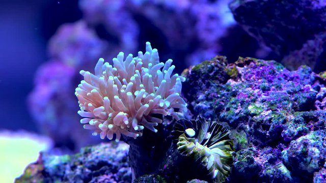 Euphyllia LPS Coral 