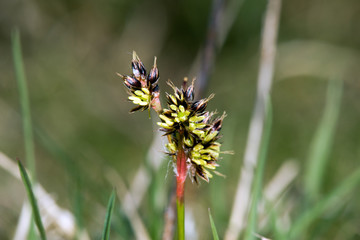 Little plant in the springtime