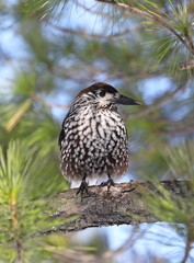 Bird nutcracker sits among pine needles and branches