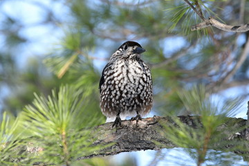 Nutcracker the bird sitting on the branches among the pine needles