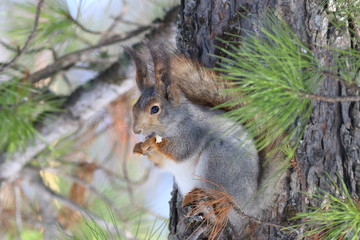 Sciurus vulgaris. Adult squirrel eats food in the woods