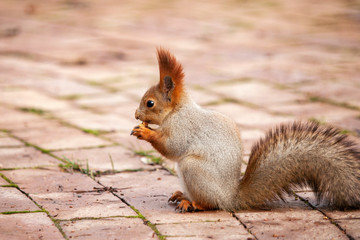 Naklejka na ściany i meble The red Squirrel sits on a tile with a nut in his paws