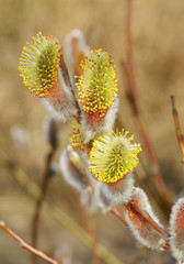 The furry buds of pussy willow.