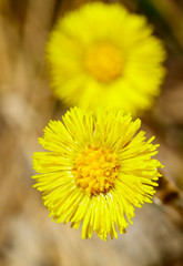 Flowering flowers mother and stepmother.