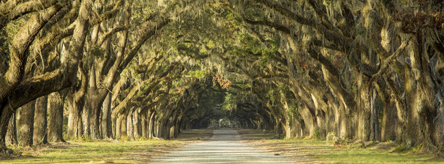 Eiken bomen omzoomde weg in Savannah, Georgia.