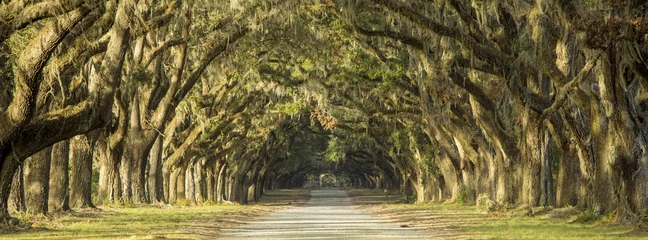 Foto op Plexiglas Eiken bomen omzoomde weg in Savannah, Georgia. © Wollwerth Imagery