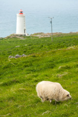 Sheeps in Vatnsnes Peninsula, Iceland
