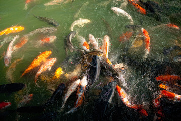Fototapeta na wymiar A lot of fish in the tropical park pond