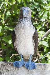 Blue-footed booby, Sula nebouxii / Blue-footed booby are standing on a wooden board, Ecuador.
