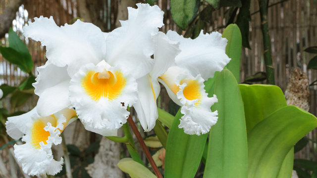 White Cattleya Orchid grows and blooms inside the home.Large Beautiful  Orchids flower backgroun for web Stock Photo | Adobe Stock