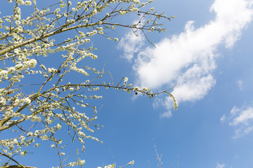 Blühende Zierpflaumenzweige vor blauem Himmel