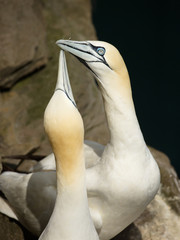 Close-up of Northern gannet display during breeding season