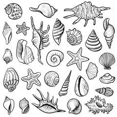 Sea shells vector line set. Black and white doodle illustrations.