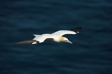 Northern gannet in flight against ocean in the background