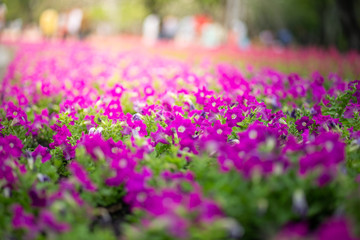 Obraz premium Meadow of lavender. Nature composition on sunshine day in garden