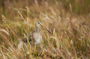 Close up of a south american snipe in a meadow