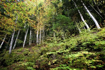 Obraz premium Ordesa National Park