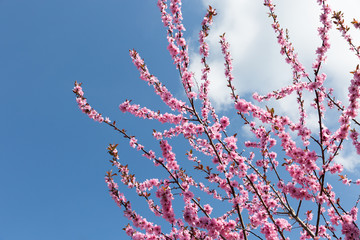 Rosabl&uuml;hende Zweige einer Zierkirsche vor blauem Himmel