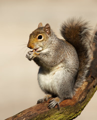 Close-up of an Eastern Gray squirrel